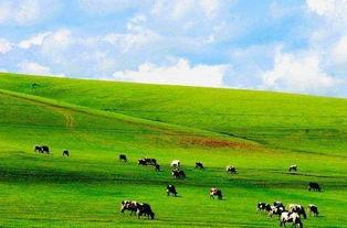 国产大草原视频网站,探索中国广袤草原的视觉盛宴