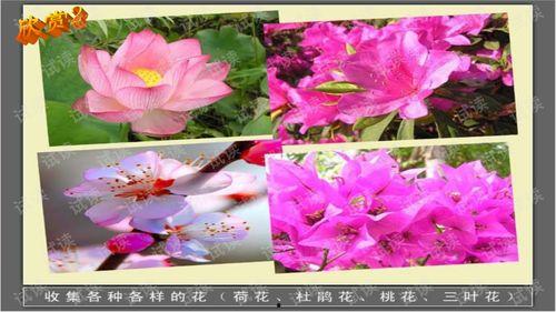 国产各种各样花视频,绽放多彩光影，展现创意魅力